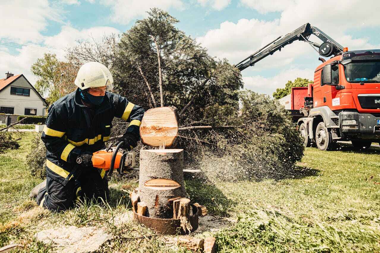 Best Large Tree Removal  in Orida Ridge, FL